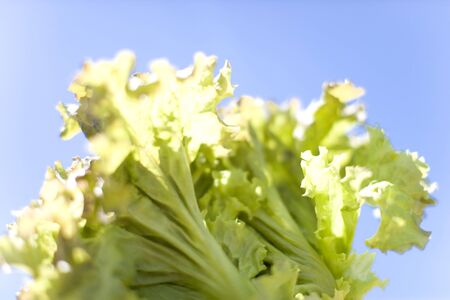 Lettuceの写真素材