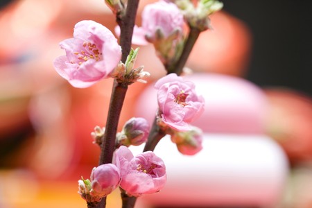 Peach blossomの写真素材