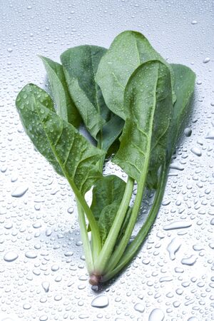 Spinachの写真素材