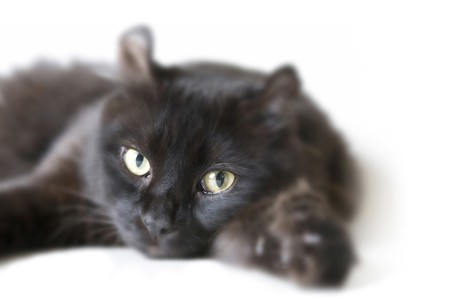 Black Catの写真素材