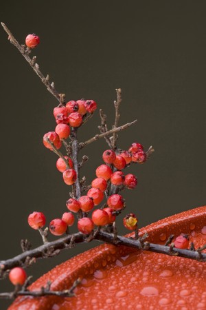 Branch of red fruits on the red round lacquer plateの写真素材