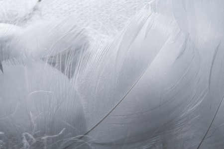 Background of fluffy cloud-like feathersの写真素材