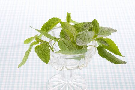 Leaves of lemon balm in the glass on the table clothの写真素材