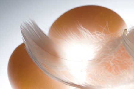 Brown eggs with feathers isolated on light gray backgroundの写真素材