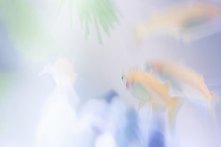 Killifishの写真素材