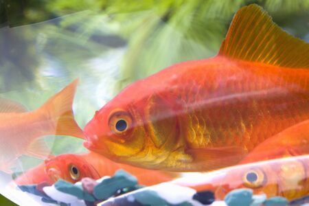Goldfishの写真素材