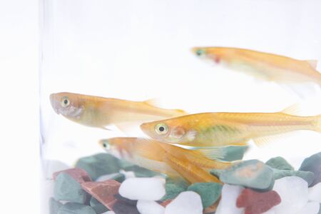 Killifishの写真素材