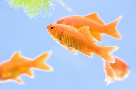 Goldfishの写真素材