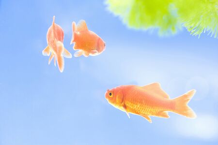 Goldfishの写真素材