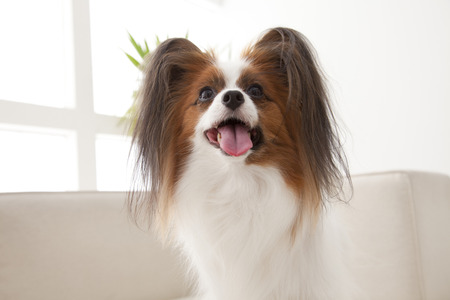 Papillonの写真素材