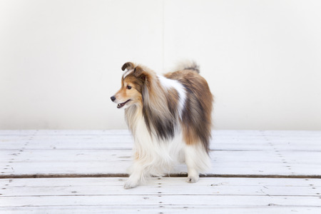Shetland Sheepdogの写真素材
