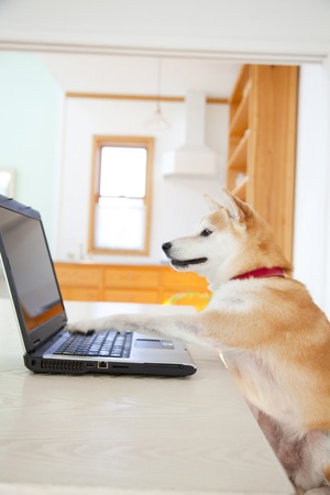 Shiba Inu using PCの写真素材