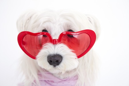 Miniature Schnauzer sunglassesの写真素材