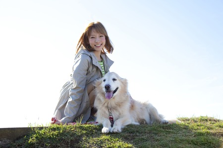 Female golden retriever with a smileの写真素材