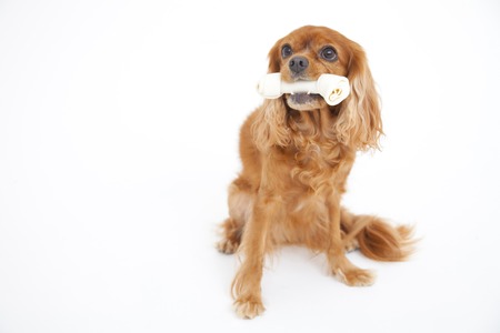Cavalier adding boneの写真素材