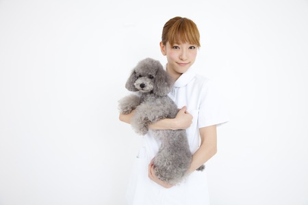 Veterinary nurse to hug a toy poodleの写真素材
