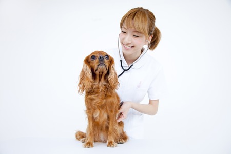 Veterinary nurses to examine the cavalierの写真素材
