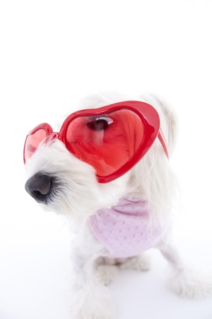Miniature Schnauzer sunglassesの写真素材