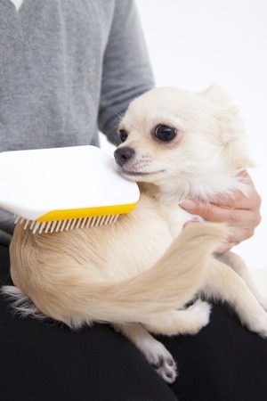 Chihuahua to be brushingの写真素材