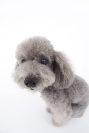 Toy poodleの写真素材