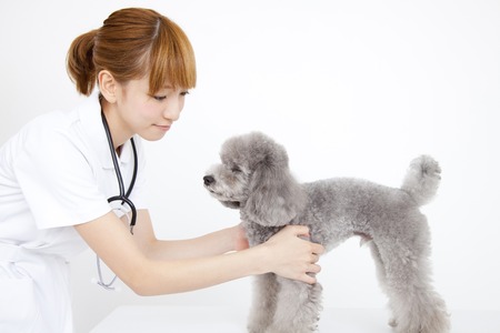 Veterinary nurses to examine the poodleの写真素材