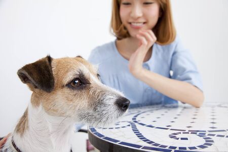 Smile staring at Jack Russell Terrier femaleの写真素材