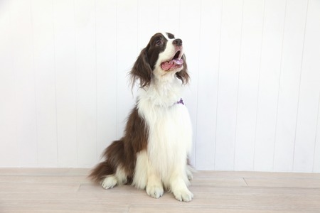 English Springer Spanielの写真素材