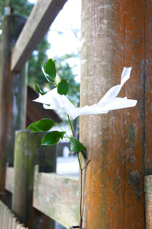 Naiku of Ise Jingu Shrineの写真素材