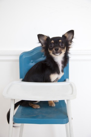 Chihuahuaの写真素材