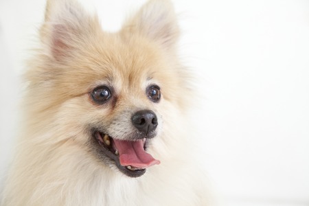 Pomeranianの写真素材