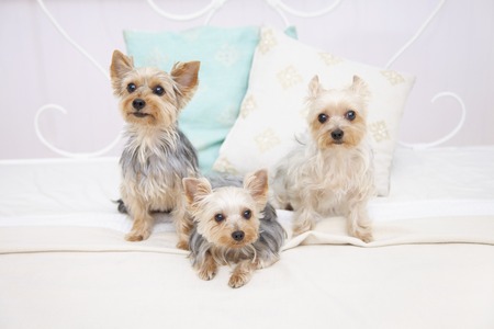 Three Yorkshire Terriersの写真素材