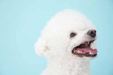 Bichon friseの写真素材