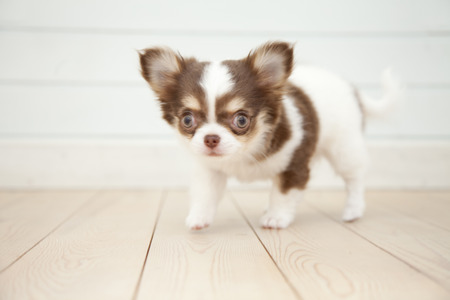 Chihuahuaの写真素材