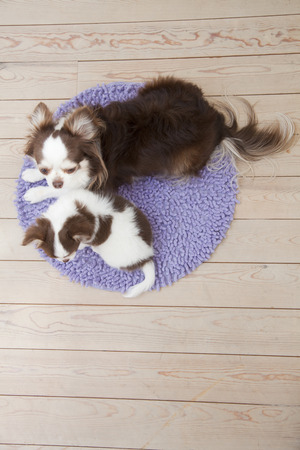 Chihuahuas and long coat Chihuahuaの写真素材