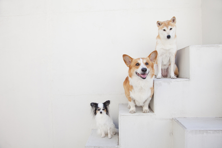Shiba Inu and Papillon and Corgiの写真素材