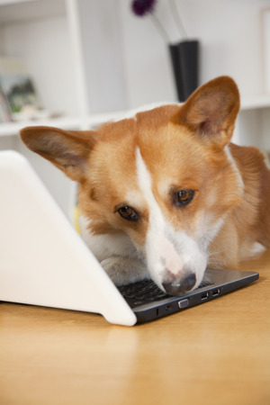 CORGI touch laptopの写真素材