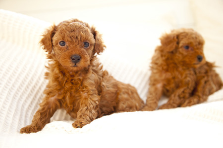 Toy poodle babies 2の写真素材