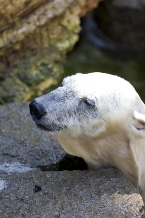Polar bearsの写真素材