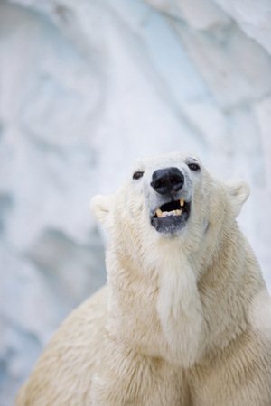 Polar bearsの写真素材