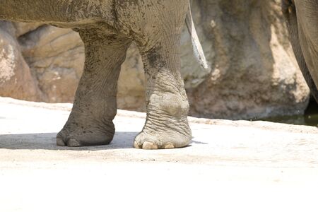 Asian elephantの写真素材