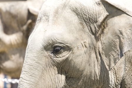 Asian elephant