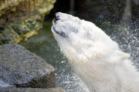 Polar bearsの写真素材