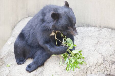 Asiatic black bearの写真素材