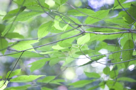 Leaf