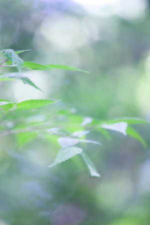 Leafの写真素材
