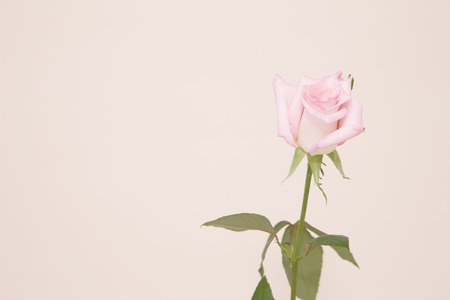 Rosesの写真素材