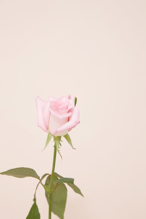 Rosesの写真素材