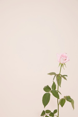 Rosesの写真素材
