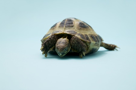 Tortoiseの写真素材