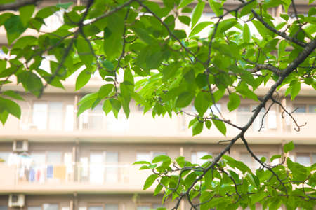 Cherry Blossom tree